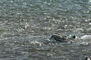 Рятувальники дістали тіла трьох потопельників із річки Тиса 