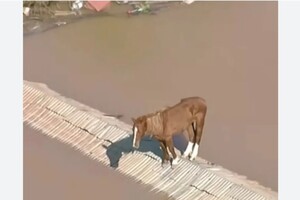 Коня, що застряг на даху будинку в Бразилії, врятували у прямому ефірі (зворушливе відео)